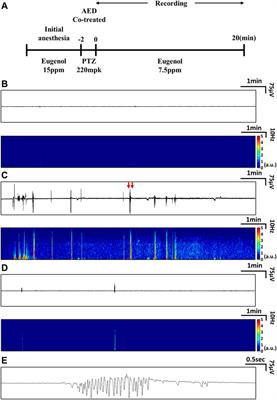 Zebrafish EEG predicts the efficacy of antiepileptic drugs